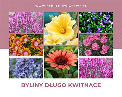 Byliny ogrodowe długo kwitnące Cebule kwiatowe pl