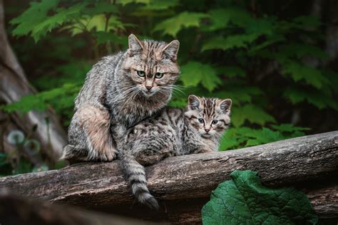 Europäische Wildkatze