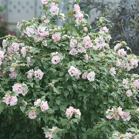 PROVEN WINNERS 2 Gal Sugar Tip Rose Of Sharon Hibiscus Shrub With