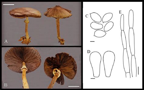 Basidiomata And Microscopic Structures Of Agaricus Griseorimosus JL