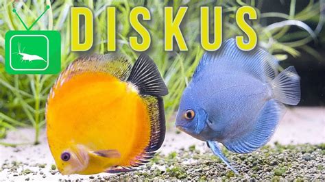 Discus fish - YouTube