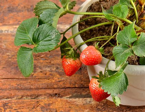 Strawberries In Pots Growing Guides Daltons