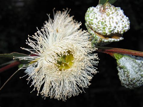 Trees Of Santa Cruz County Eucalyptus Globulus Blue Gum