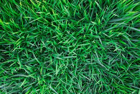 An Introduction To Kikuyu Grass