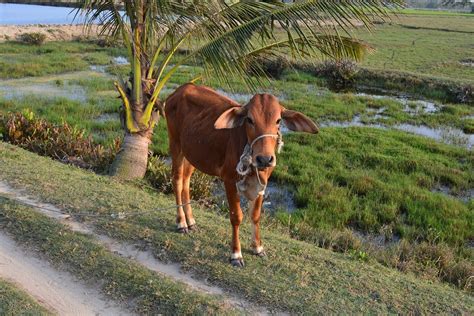 Vitela Vaca Gado Foto Gratuita No Pixabay