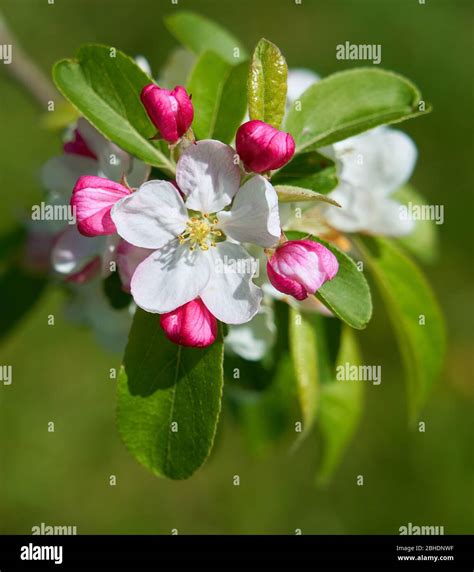 Apple Blossom Fruit Tree Flower Bud Buds Spring Fruit Hi Res Stock