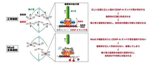 染色体を次世代継承する仕組みの解明 早稲田大学