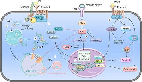 Emt Signaling Pathway