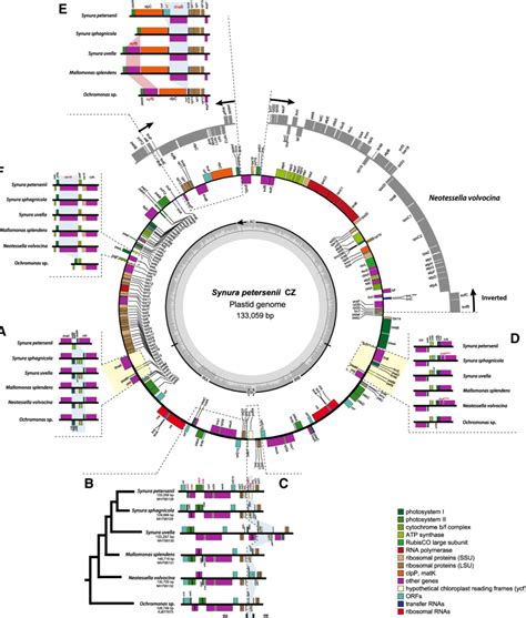 Circular Map Of The Plastid Genome Of Synura Petersenii The Gene