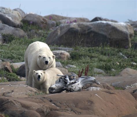 Quand Lours Blanc Se Retrouve Loin De Sa Banquise