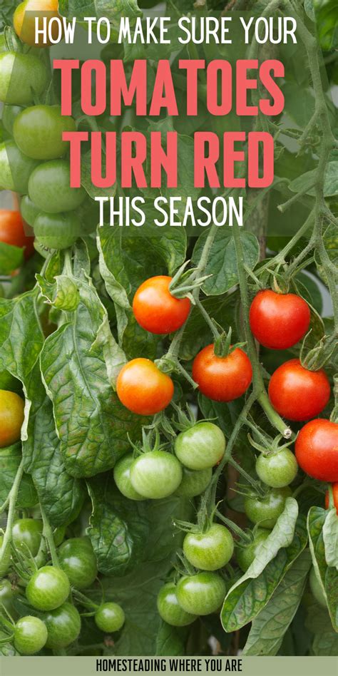 Tomatoes Growing On The Vine With Text Overlay How To Make Sure Your