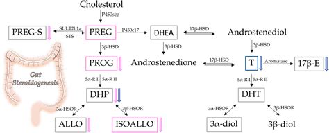 Biomolecules Free Full Text Gut Steroids And Microbiota Effect Of Gonadectomy And Sex