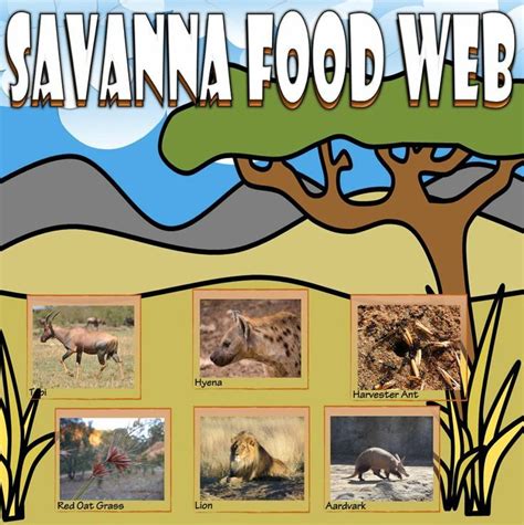 Savanna Food Web Diagram