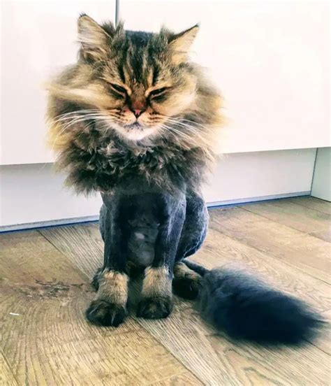 18 Hairstyles For Cats Sherieharman