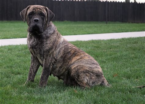 Akc Registered English Mastiff For Sale Fredericksburg Oh Male Champ