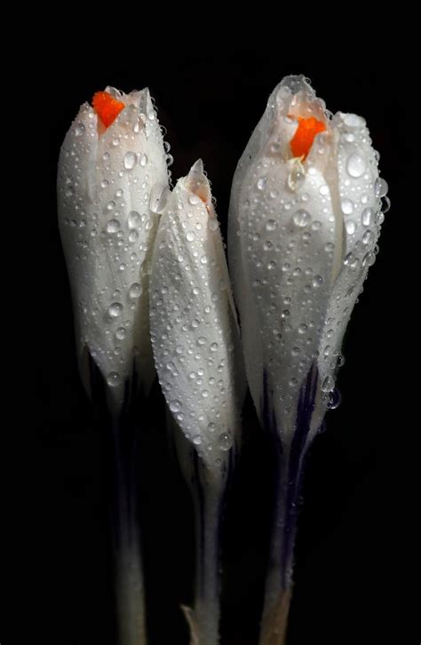 Крокусы, словно единый цветок Надежды (Дария Павлова) / Проза.ру