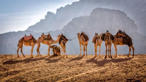 Marrakech Full Day Agafay Desert And Atlas Mountain Tour