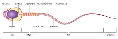 Sperm Cell Anatomy Stock Illustration - Download Image Now - iStock