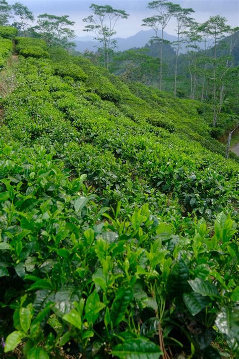 Premium Photo Tea Plantation Camellia Sinensis Is A Tea Plant A