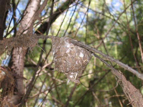 Bells Vireo Nest Patrick Dockens Flickr