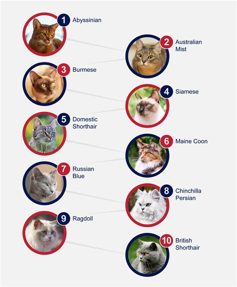Most Popular Cat Breeds Australia at Frank Rueb blog