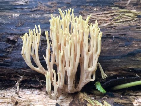 Upright Coral Ramaria Stricta Ramaria Stricta Upright Flickr