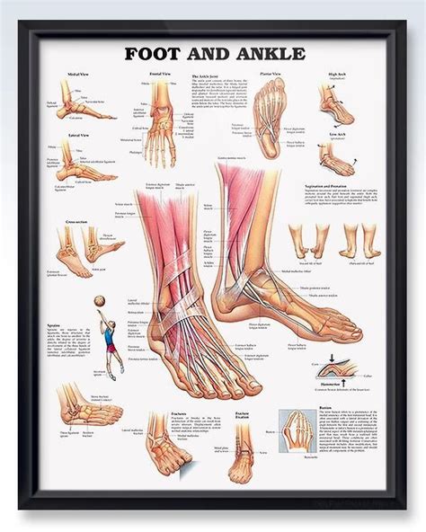 Foot And Ankle Chart X Ankle Anatomy Foot Anatomy Human Anatomy