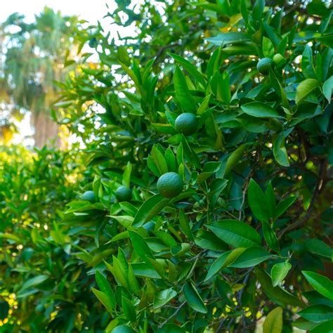 Key Lime Tree | Plants Express