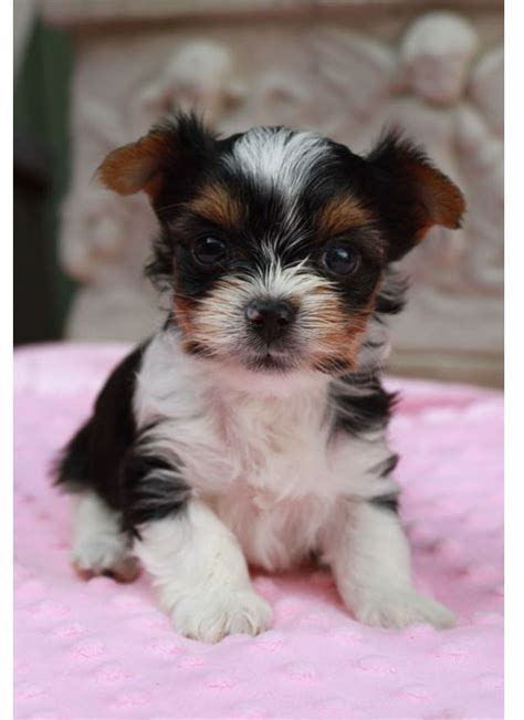 Biewer Yorkshire Terrier Welpen