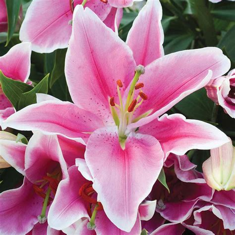 lily wallpapers pink lily
