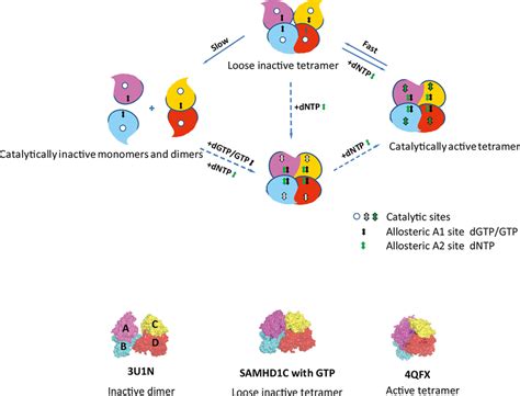 Ordered Pathway For Activation Of SAMHD1 Shown Is A Model Of The