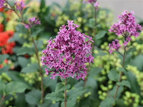 Edelflieder Herbstflieder Bloomerang Dark Purple Syringa