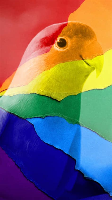 Download free Rainbow Parrot Wallpaper - MrWallpaper.com