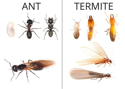 What is a Termite Swarm? - Alexander Termite & Pest Control