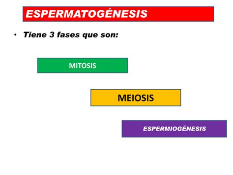 SOLUTION Espermatogenesis Y Fecundacion Estudiantes Studypool