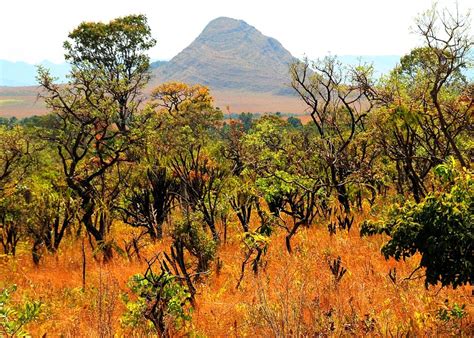 Biomas Do Centro Oeste - Lista de Animais em Extinção no Centro-Oeste – Mundo Ecologia