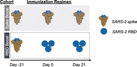 Frontiers Humoral Responses To The Sars Cov 2 Spike And Receptor