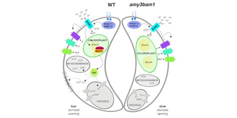 Guard cell starch-derived glucose drives fast stomatal opening kinetics | Plantae