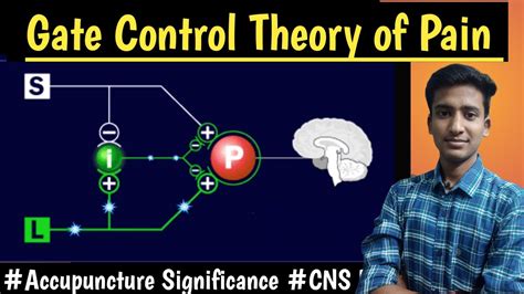 Gate Control Theory Of Pain CNS Physiology Lectures MBBS Hindi