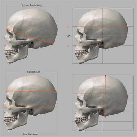 Gusztav Velicsek - Proportions Guide of the Human Skull