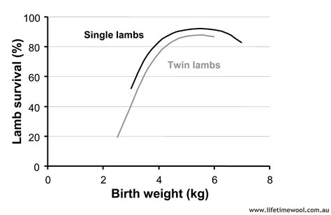 Managing Pregnancy In Ewes Agriculture And Food