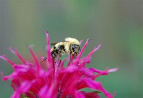 Unleash the Benefits of Growing Bee Balm: Your Garden’s New Best Friend - Sow It, Grow It, Cook It