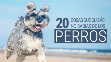 20 Cosas que quizás no sabias de los perros Frogx Three