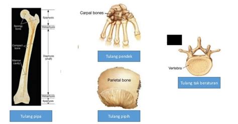 Gaya Terbaru 24 Bentuk Tulang Manusia - Riset