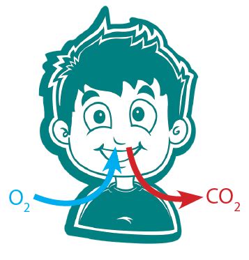 Sistem Pernapasan Manusia Utakatikotak