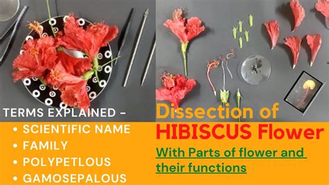 Dissection Of Hibiscus Flower Part Of Flower Explained How To