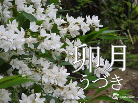 4月の異名「卯月」 他にも「木葉採月」など様々（ウェザーニュース）