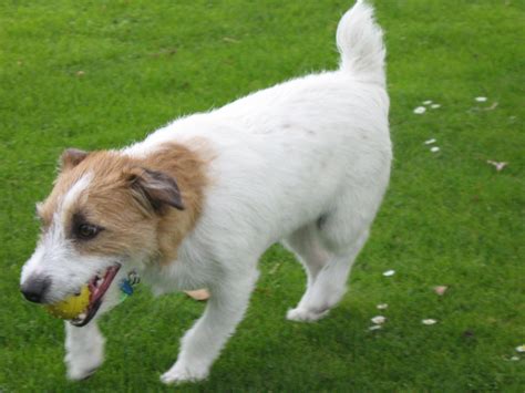 Fileskipper Jack Russell Terrier Wikimedia Commons