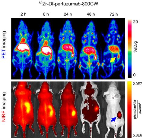 Figure S3 Longitudinal Pet And Nirf Imaging Of The Orthotopic Ovarian