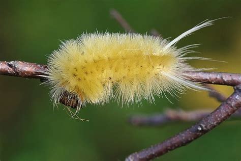 Pictures Of Yellow Fuzzy Caterpillars Fuzzy Caterpillar Fuzzy